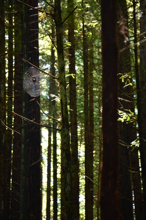 2017-03 New Zealand/Red Woods/DSC_0133.JPG